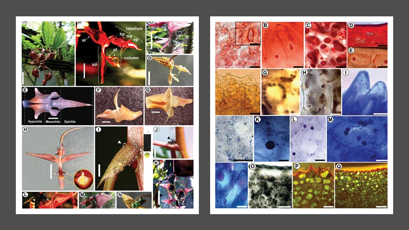 michaelffay60's tweet photo. Novelties in the secretory structures of three species of #Gongora (#Orchidaceae: #Stanhopeinae)
Casique et al. #orchids #nectaries #plantanatomy https://t.co/4T9bSzL9hW https://t.co/U7b6z8te2w