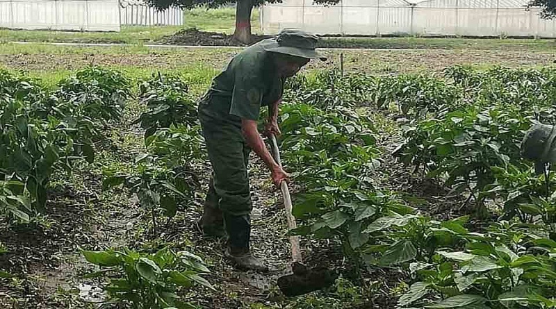 almacaracas's tweet photo. #Entérate📢 || Regiones Estratégicas de Defensa Integral elevan niveles de producción agrícola en el país https://t.co/1XgOK2ZRv1 https://t.co/Af9By2TlSH