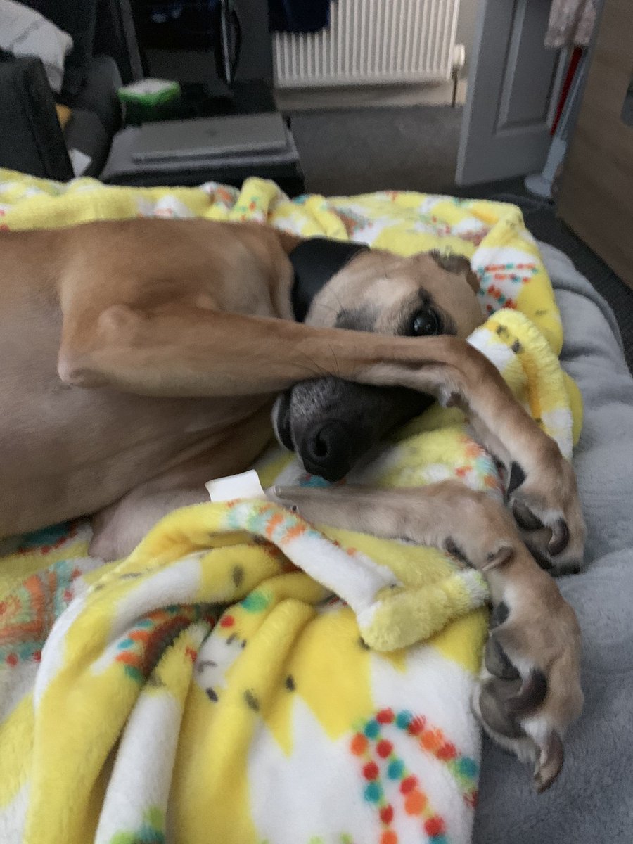 JosieWhippet's tweet image. When mum says she’s working from home all week #whippetlife #DogsofTwittter #dogisforlife 🤍