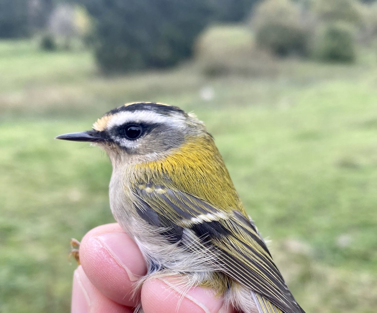 luethithomas's tweet photo. Ich beobachte seit dreissig Jahren Vögel und überlege gerade, ob ich nicht doch eine „Lieblingsart“ brauche.... #Sommergoldhähnchen #Subigerberg #BirdLifeSolothurn https://t.co/YI0Aev3aAi