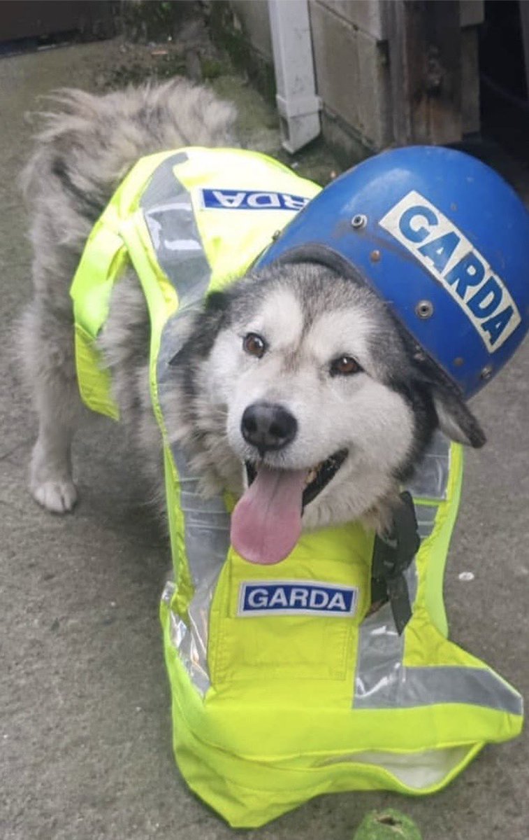 GardaReview's tweet photo. SERIOUSLY: THE NEW UNIFORM IS NEVER GOING TO WORK: #RuffTrade #DogTired https://t.co/FUxf581Q9V