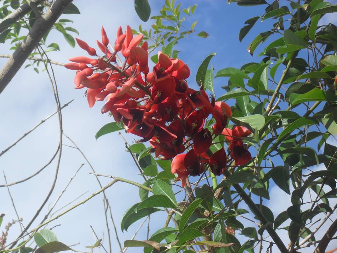 turisargentina's tweet photo. Flor Nacional Argentina: El Ceibo🌸 https://t.co/WYbNm94z1X