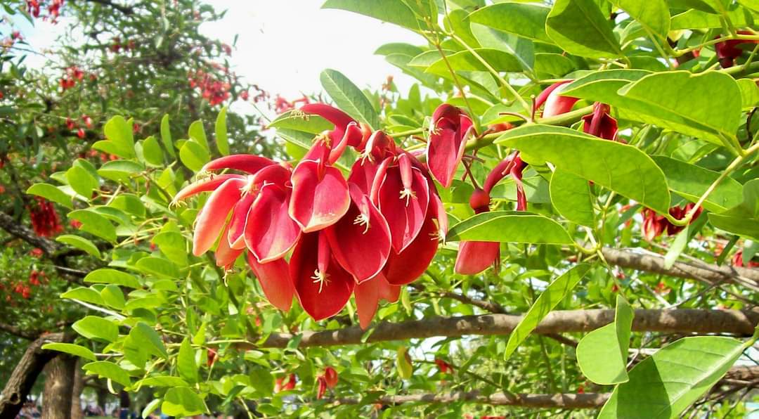 turisargentina's tweet photo. Flor Nacional Argentina: El Ceibo🌸 https://t.co/WYbNm94z1X