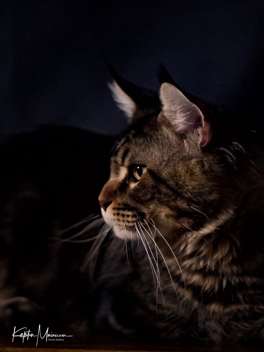 CMainecoon tweet picture