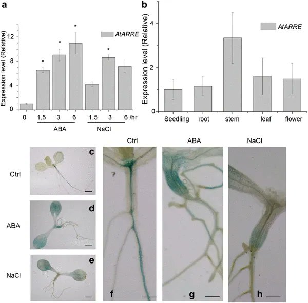 sci_plant's tweet photo. AtARRE, an E3 ubiquitin ligase, negatively regulates ABA signaling in Arabidopsis thaliana
https://t.co/urqmi6xDTH
#plantscience #AtARRE #ABAsignaling @PlantCellRep ♻️ https://t.co/QSqPw9PsCs