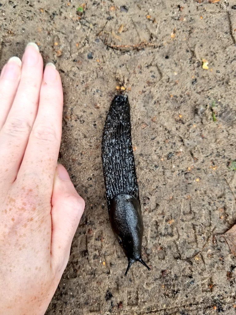 Pheasant feather and giant sluggo :D