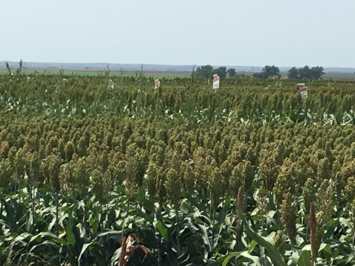 Today’s plot feature: Mark Armbrister

Special thanks to his kids Morgan and Logan for their help as well!