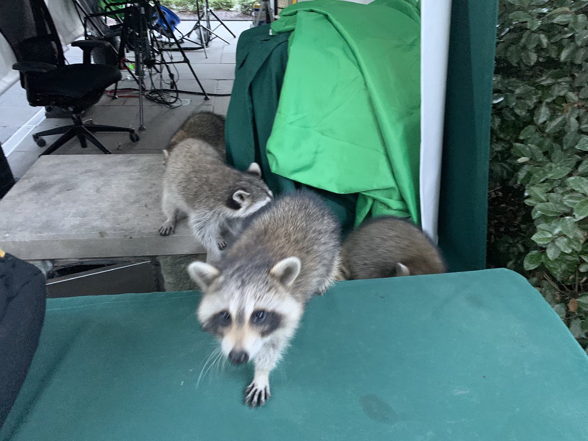 Strong Pawnee vibes at White House this morning as a raccoon attacked multiple news crews on North Lawn.  allegedly grabbed pant leg of a photographer & then a corespondent before being fended off. (WH   pictured here in more peaceful times.)