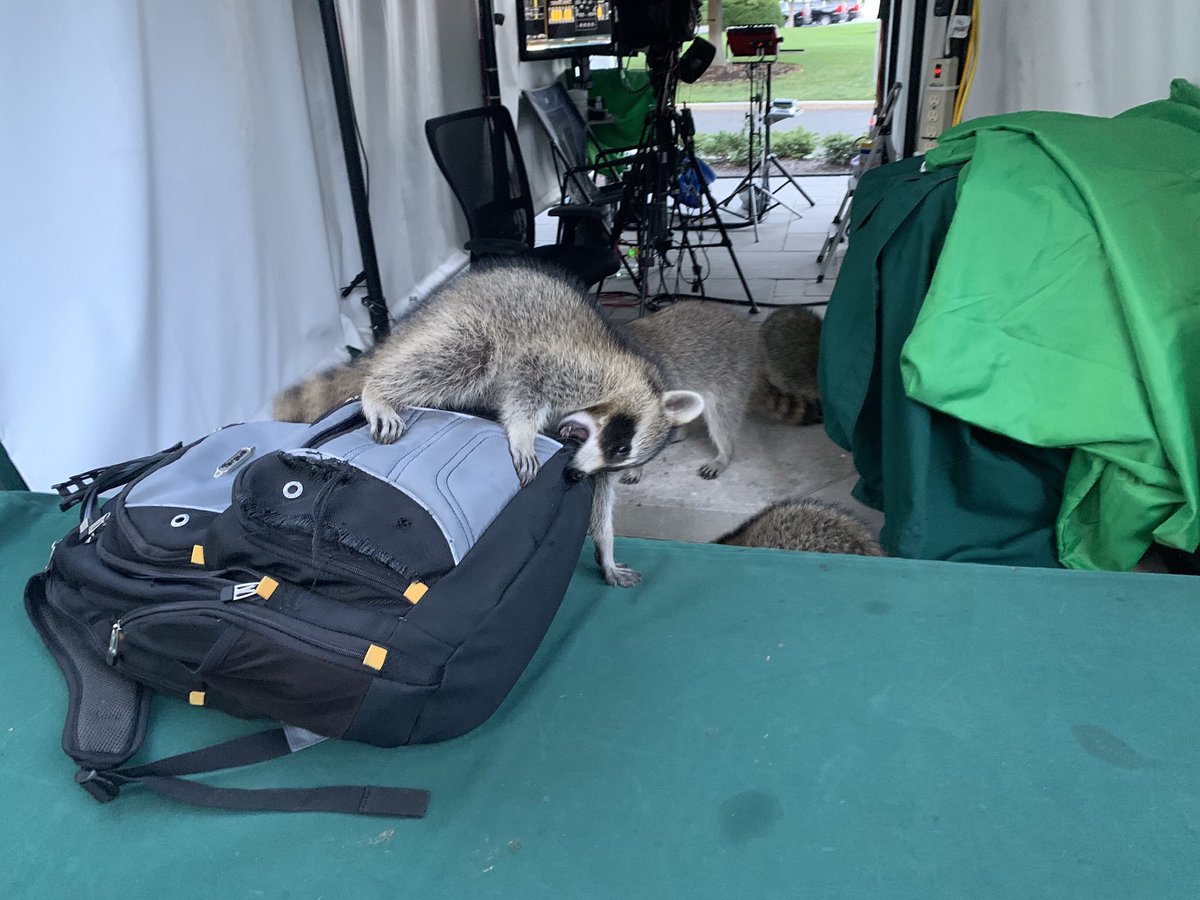 Strong Pawnee vibes at White House this morning as a raccoon attacked multiple news crews on North Lawn.  allegedly grabbed pant leg of a photographer & then a corespondent before being fended off. (WH   pictured here in more peaceful times.)