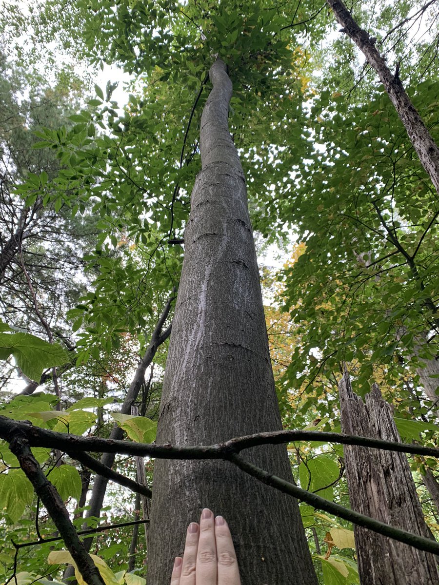 It’s also clear that there was original sections (entire top?) of tree that died off, consistent with American Chestnut sprouts regrowing.