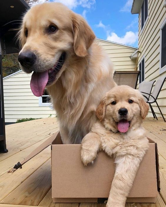 I like playing with my mother 😍

Friends 💖💖 follow ,share &amp; tag someone also stay with us for more <a href="/dogserves/">Dog Serves</a>

:
:
:
#dog #doggy #cutedog #DogLover
#dogsoftwitter #puppy #puppylove
#Puppies #dogfriendly #doglife