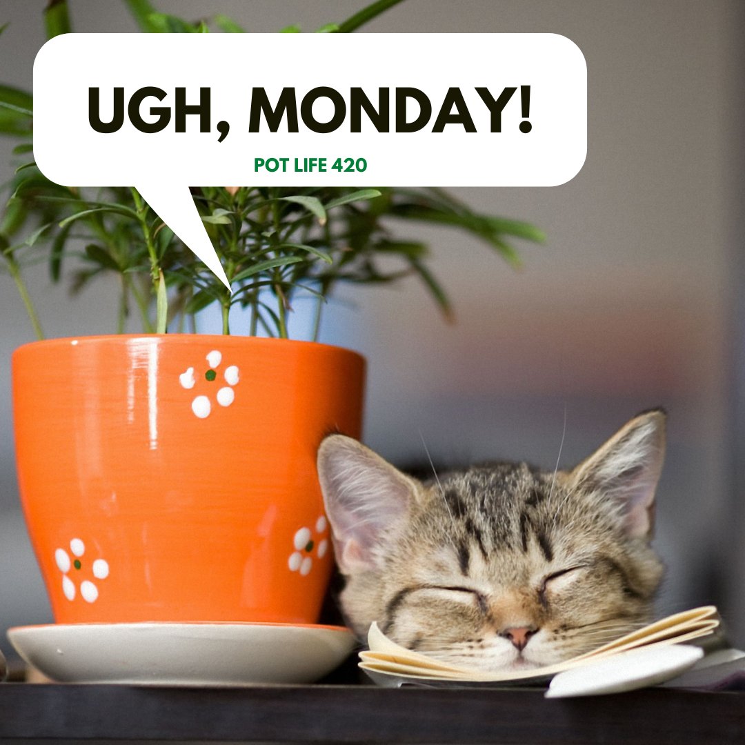 PotLife2's tweet image. Wake up!!!-----------------------------