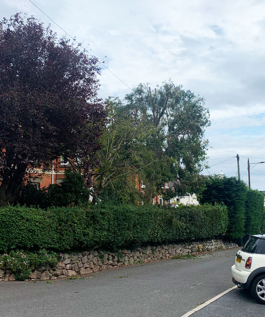 teigntrees's tweet photo. In need of #mondaymotivation? Take a look at this #Eucalyptus #crownreduction carried out by Josh N last week. If you have a mature tree that is in need of a bit of attention give us a call on 01626 773499 to book  a FREE no obligation quote. #teigntrees #treesurgeonsinteignmouth https://t.co/lV85oAmy3w