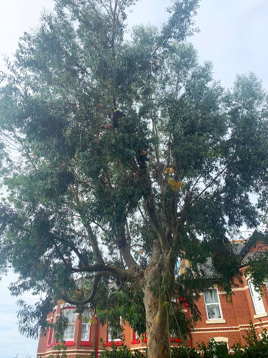 teigntrees's tweet photo. In need of #mondaymotivation? Take a look at this #Eucalyptus #crownreduction carried out by Josh N last week. If you have a mature tree that is in need of a bit of attention give us a call on 01626 773499 to book  a FREE no obligation quote. #teigntrees #treesurgeonsinteignmouth https://t.co/lV85oAmy3w