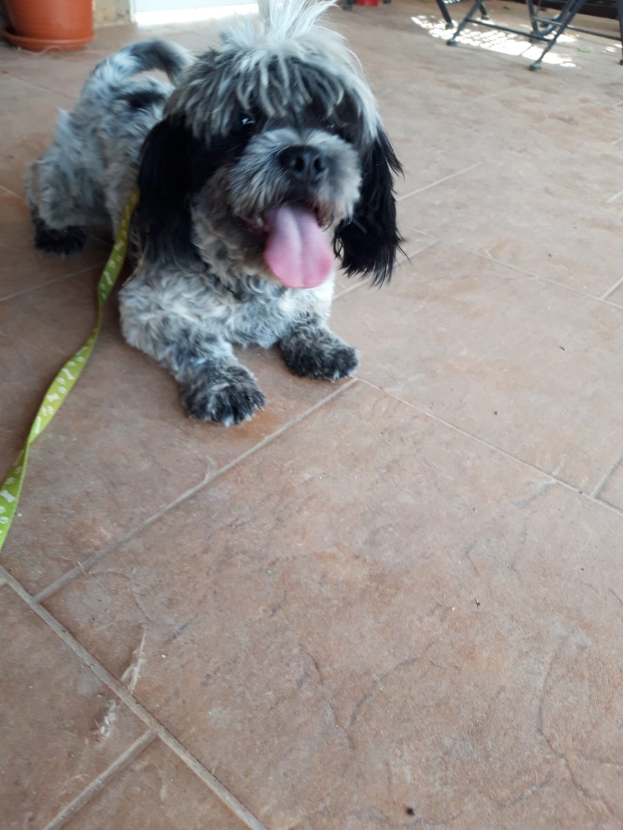 CarmCerv's tweet photo. Zio tiene 6 meses pesa unos siete kilos,.es un muy  cariñoso. Su dueño no le quiere, si en una semana no encuentra nada, le lleban a la perrera   Necesita encontrar una buena familia que lo quiera y lo cuide. Se encuentra en un pueblo de Cadiz. Contacto Ana 628112022, solo watsap https://t.co/B9uPDSEcKN