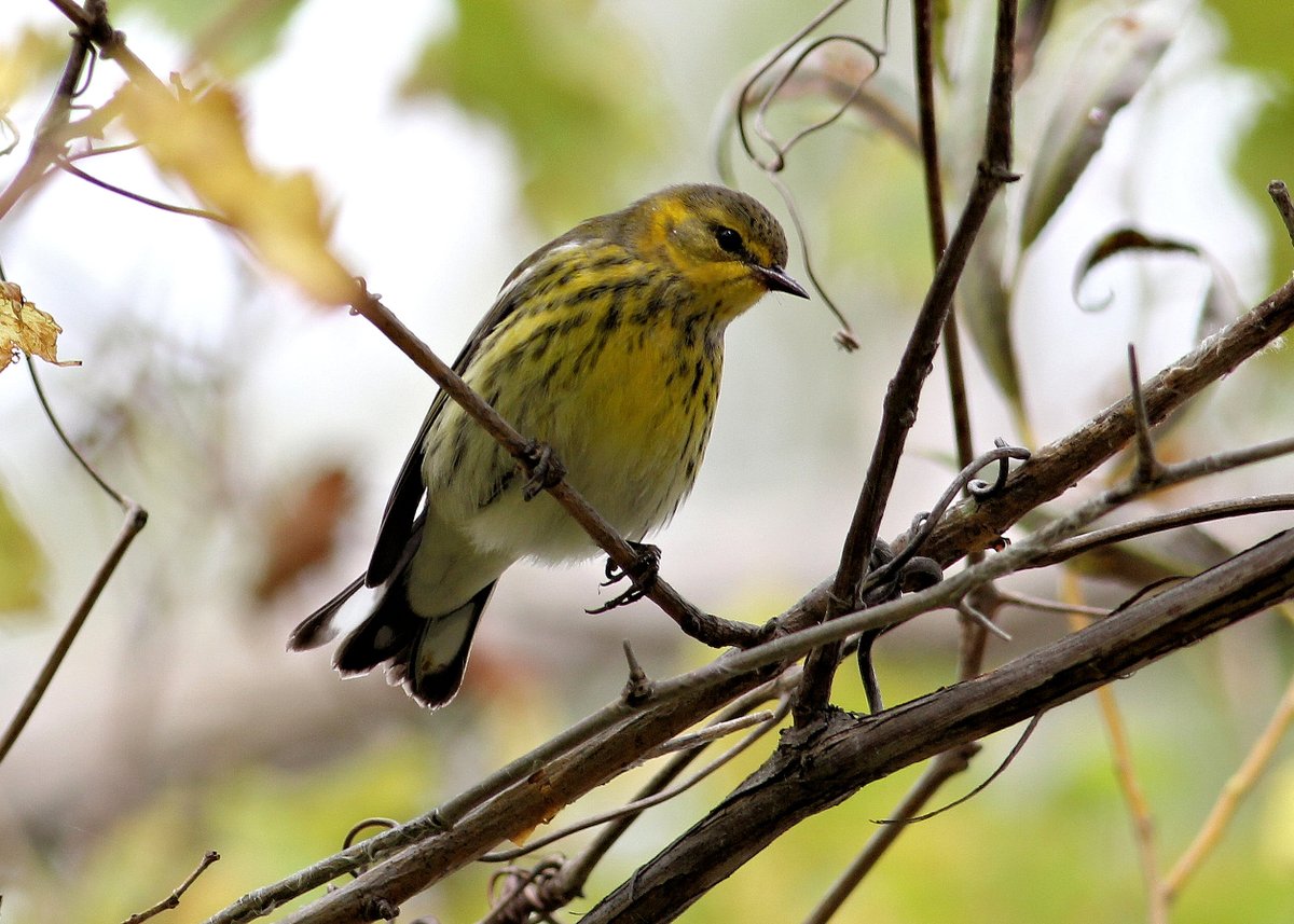 wcaudubon's tweet photo. Check out and register to attend Friday's "Fall Warbler Mid-Challenge Update" #fallwarblers #FallWarblerChallenge https://t.co/2sOkHiYfsD @Eventbrite https://t.co/7DyYUDheuB