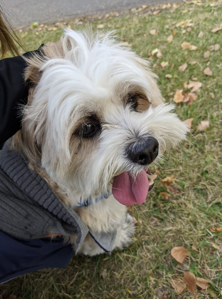 janette_wt's tweet photo. We did it!! Over the weekend, we made it just past our $200 goal for Canadian Blood Services @LifelineCalgary. Thanks again to @RunforCalgary for giving us the opportunity to give back! Orion, our little frontline runner, got lots of love, water and treats after the 5K. https://t.co/a4elUVPPdi