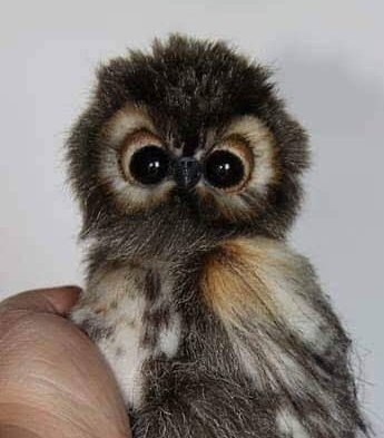Hukuro_help's tweet photo. 多くの方とご縁がありますように。
フォロワー１万人が目標！^^

⭐お願い🦉✨
① このツイートをリツイート
② 私をフォロー

♥️お礼🦉✨
③ 固定ツイートをRT
④ フォローバック

#相互フォロー100
#拡散
#固定RT
#固定リツイート
#フォロー返し
#フォローバック
#相互リツイート
#相互RT https://t.co/LtyxuEoA2g