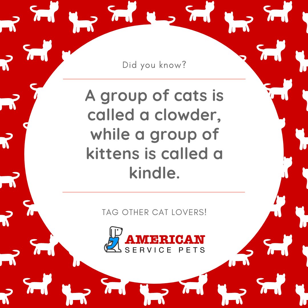 AmServicePets's tweet image. Did you know?   #cat #kittens #kindle #clowder  #catloveres #didyouknow
