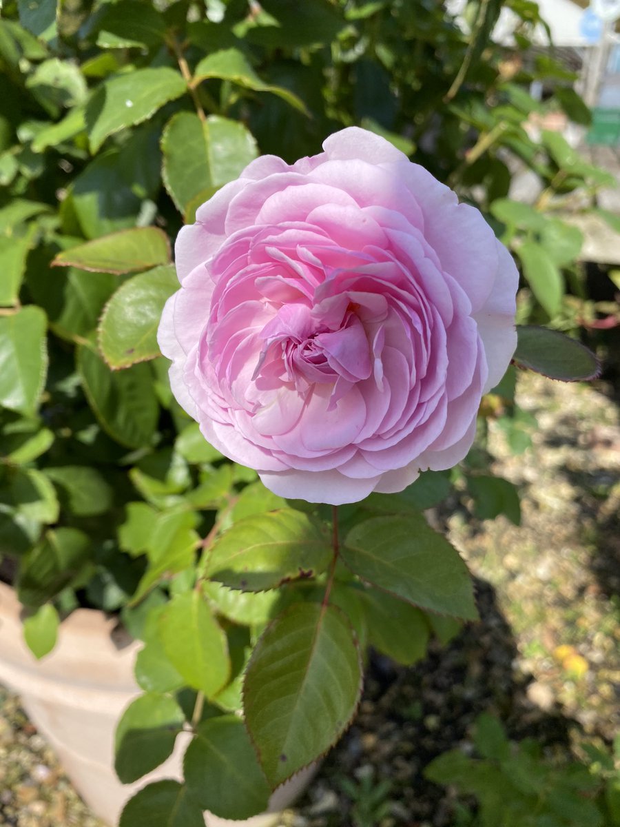 Roses are my favourite, and I think this little Rose Flower Fairy is just as dainty and pretty, what a pity we can’t make her Rose scented! The roses in the garden this year have been truly beautiful, we were very lucky to spend so much time in the garden #flowerfairy #roses