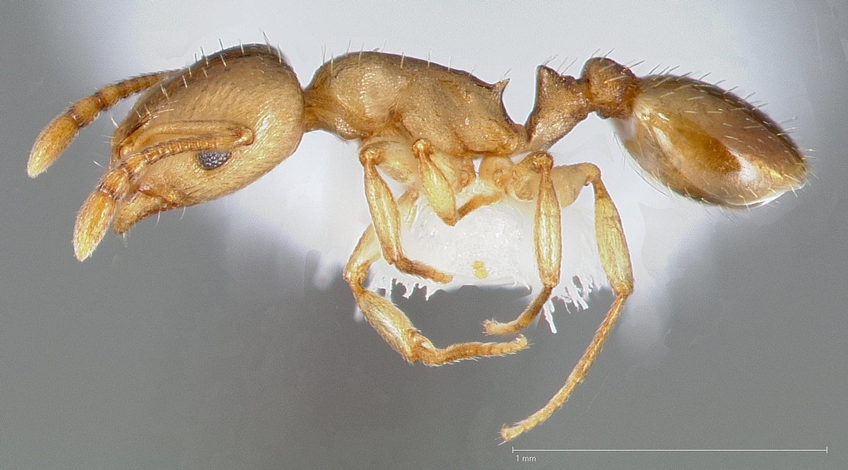 LonginoJack's tweet photo. Temnothorax nitens: I love these. A whole colony, 100s of workers &amp; queen, fit in one gambel oak acorn. When you break it open they stay still, so you can hardly tell they are there. 100s of motionless ants give off a golden sheen, giving them away. #AntsRule #AntsoftheWasatch https://t.co/gSC3lhW8Qz