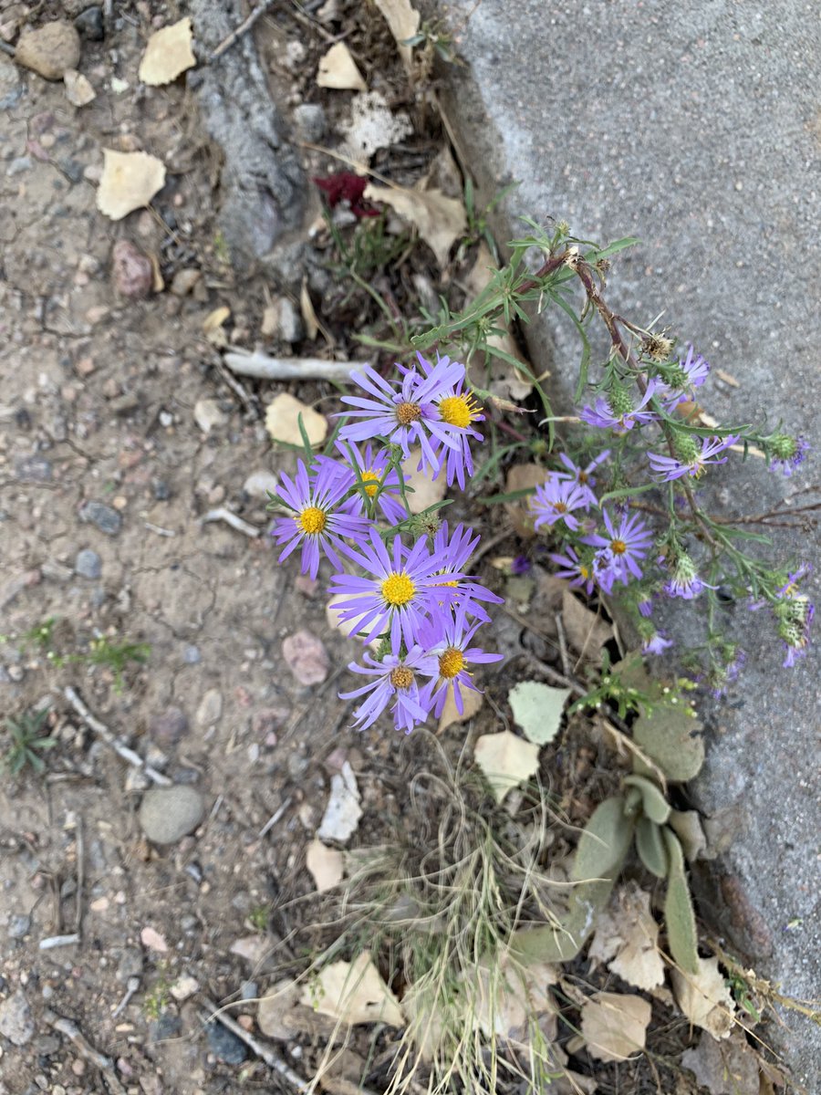 rmnft's tweet photo. Nature is all around us... these plants grow right next to the cement path. Where can you find nature around you?
.
.
.
#nature #natureinthecity #citynature #flowers #foresttherapy #foresttherapyguide https://t.co/wHIfcxWz0N