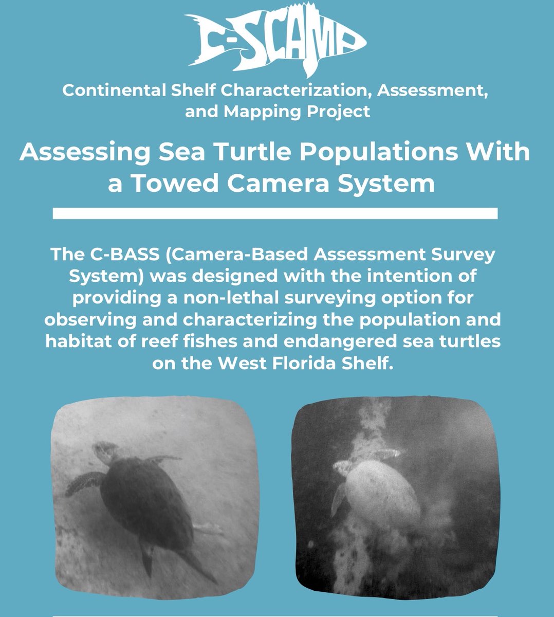 CSCAMPscience's tweet image. Curious on the details of our #seaturtle work in the #GulfofMexico? Check out our printable infographic on how we assess their populations with our #TowedVideo system! 
rb.gy/fuybyi
#CountinTurtles #TurtleResearch #MarineBio #CBASS #CSCAMP #FriendlySurveys #WestFLshelf