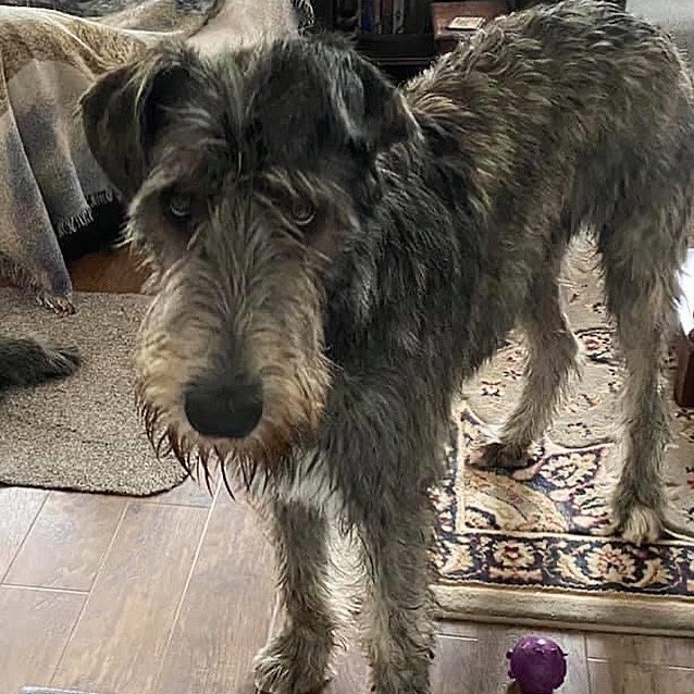 wolvebrigg's tweet photo. โDonโt laugh at me, I know I have an ear hat!๐บโค๏ธ
#irishwolfhound #dog #dogsoftwitter #dogs #puppy #puppylove #earhat https://t.co/FKazB3MJTz