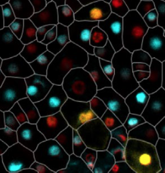 CG_ath's tweet photo. Here we introduce a tool to assess #cellcycle progression, and to identify dividing cells in G1, S and G2 in a developing #Arabidopsis #plant organ. Try our PlaCCI line described in https://t.co/QVJ3XElFh2 @nature @NaturePlants  @b_desvoyes https://t.co/qHlO8ICzN1