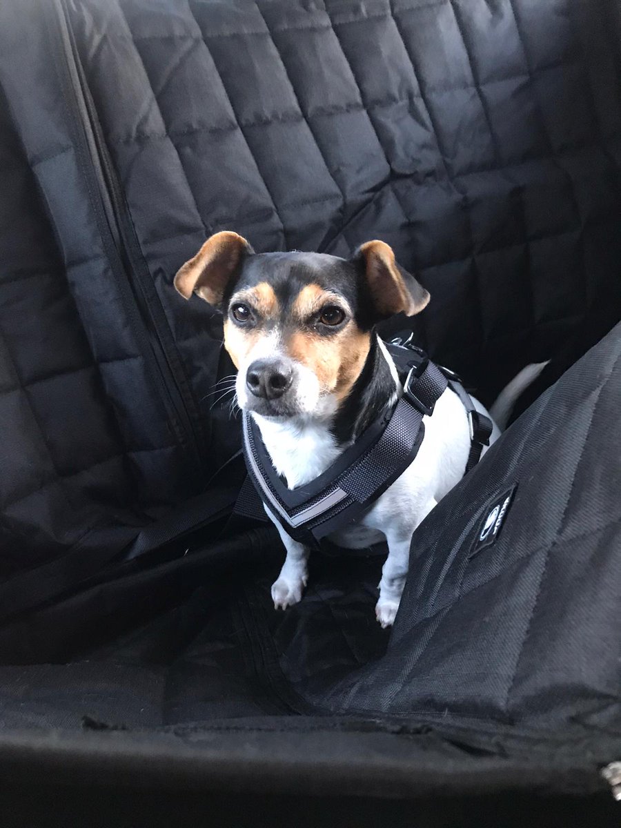 RainworthSkoda's tweet photo. A #HappyHandoverDay with a twist ๐ถ. Hattie was over the moon with her Mum's #70Plate Fabia. ๐พ https://t.co/GWT1dogxv3
