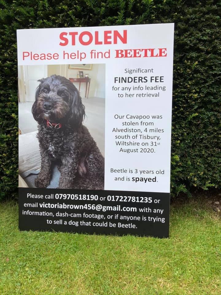 BEETLE Female #Cockerpoo Stolen from #Alvediston, near #Tisbury, #Wiltshire SP5 on 31.08.20 Collar found later beside the road CONTACT: 01722 781 235 or @wiltshirepolice on 101 @DoglostUK doglost.co.uk/dog-blog.php?d… #PetTheftReform #FernsLaw #ScanMe