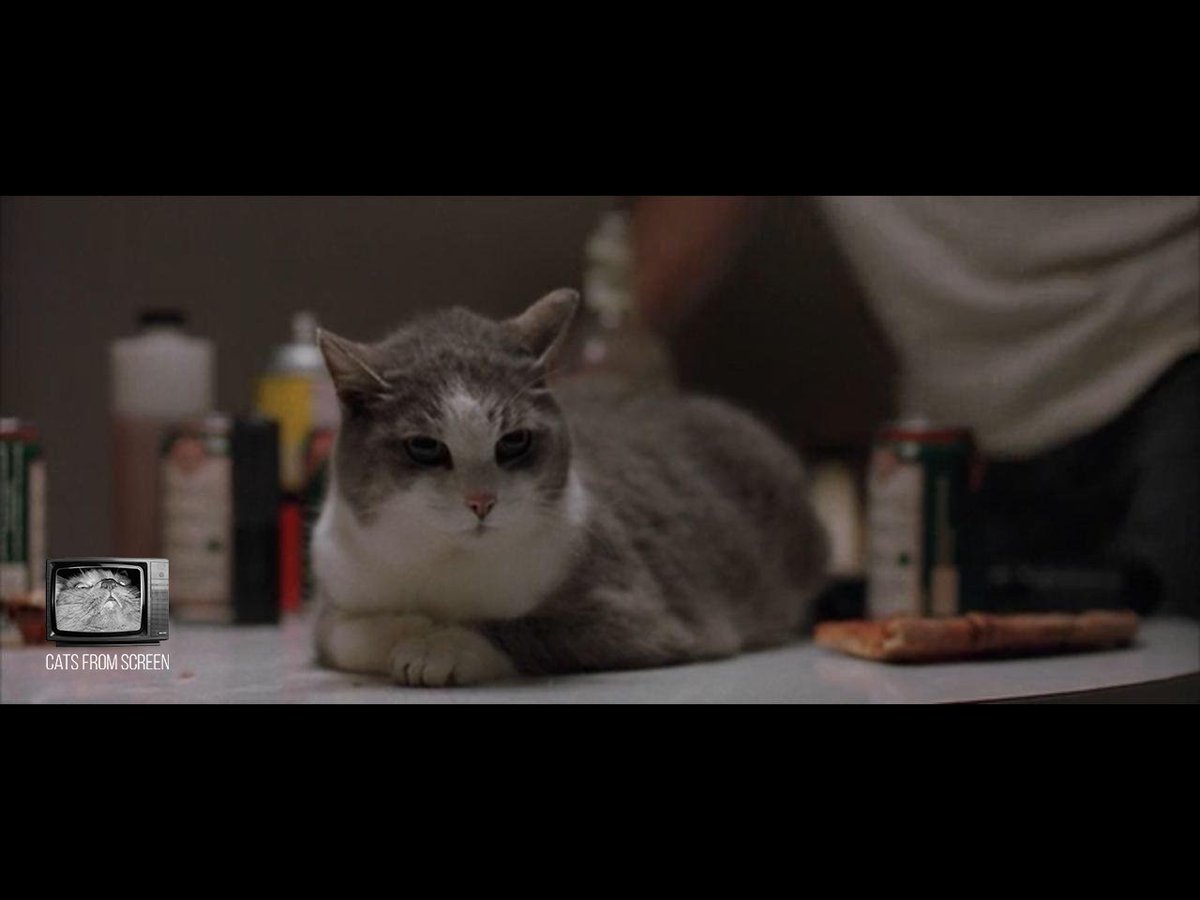CatsScreen's tweet photo. Poor catty Skippy from The Boondock Saints (1999).
#catsfromscreen #theboondocksaints #пушистики #святыеизтрущоб #кино #котики #кошки #normanreedus #cat https://t.co/DGFK4Oz2A5