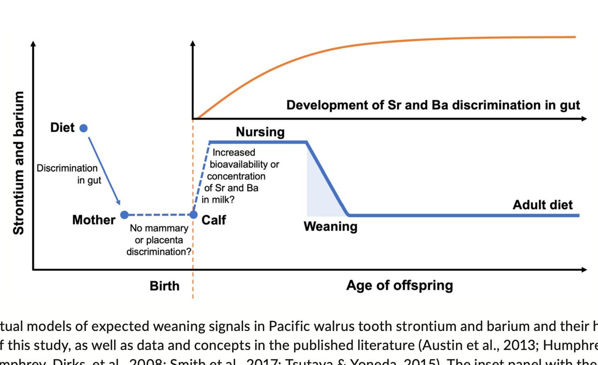 CracklySea's tweet photo. Strontium and barium in #walrus teeth hold promise as tools for studying weaning, but important differences from terrestrial mammals show that we still have a lot to learn (as always). Excited to share our new paper in @MethodsEcolEvol. Check it out here:  https://t.co/GDsmq6s7On https://t.co/rwhuGf1OI6