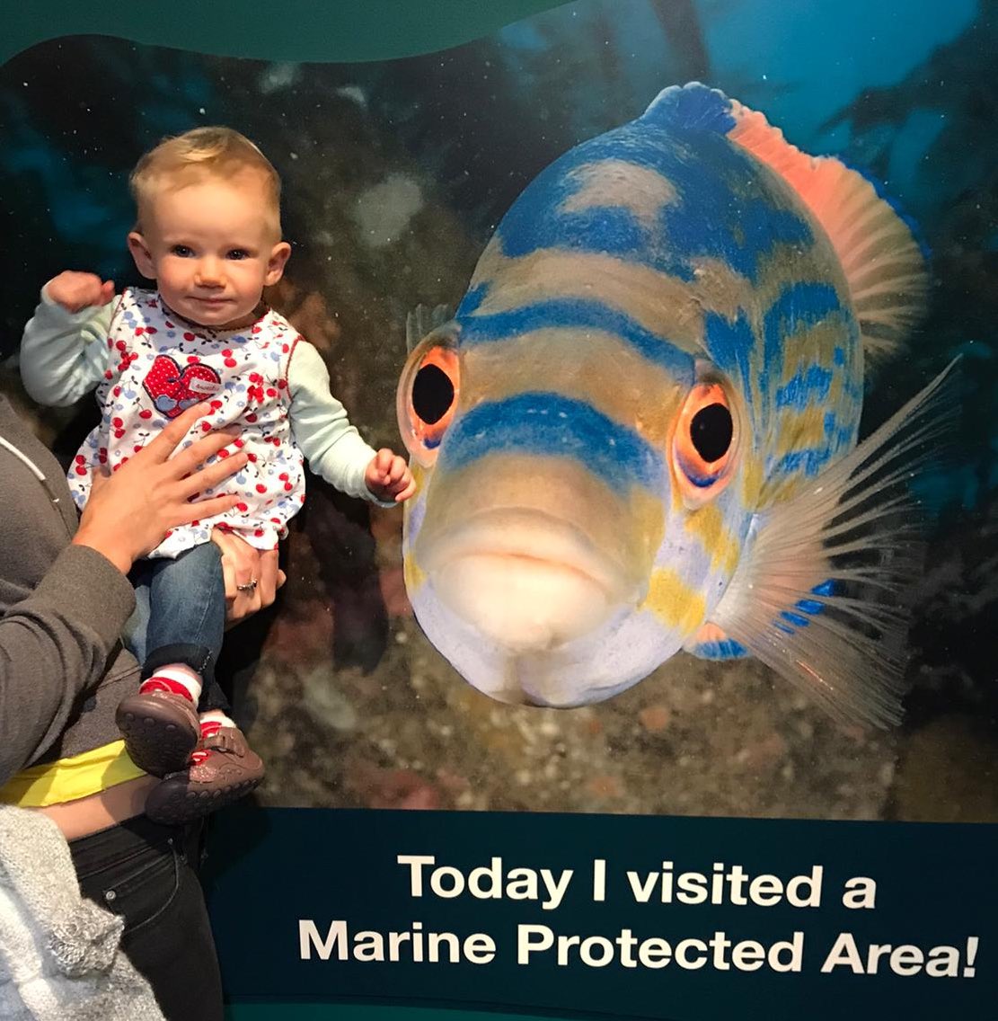 #NMAPlymouth #fishyadventures #plymouth #devon #MPA