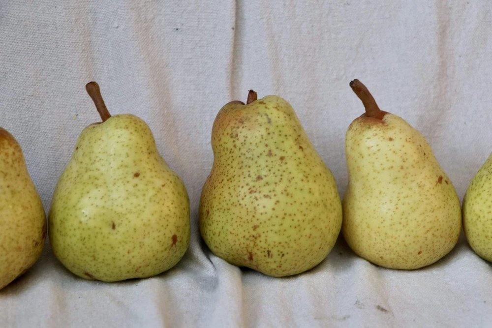farmbox409co's tweet photo. Have you ever wondered why pear season marks the beginning of coupling season? No? Just me trying to make a bad joke... well please pear with me 😆 https://t.co/LTqE1OAB8h