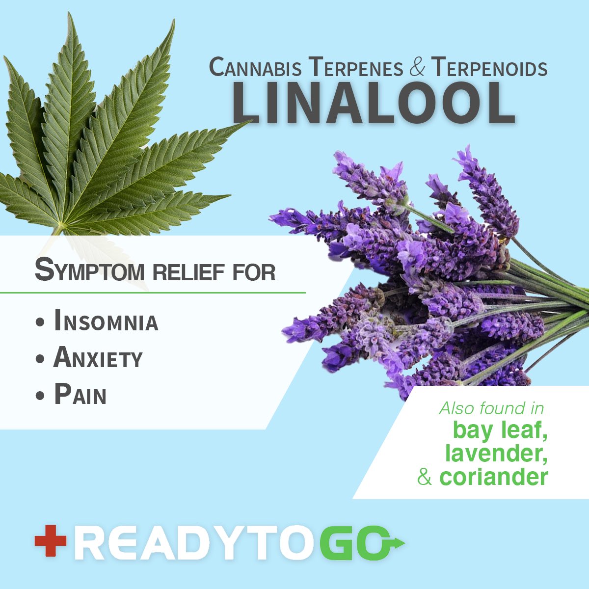 readytogoclinic's tweet photo. Linalool is common in bay leaf, coriander, and lavender. It also has little risk of side effects &amp; does not accumulate in the body like some terpenes.

Learn how cannabis can help you, call us to find the right treatment at 226-700-9739 or by visiting https://t.co/PsA2IBkGM4 https://t.co/FOdkXegtU8