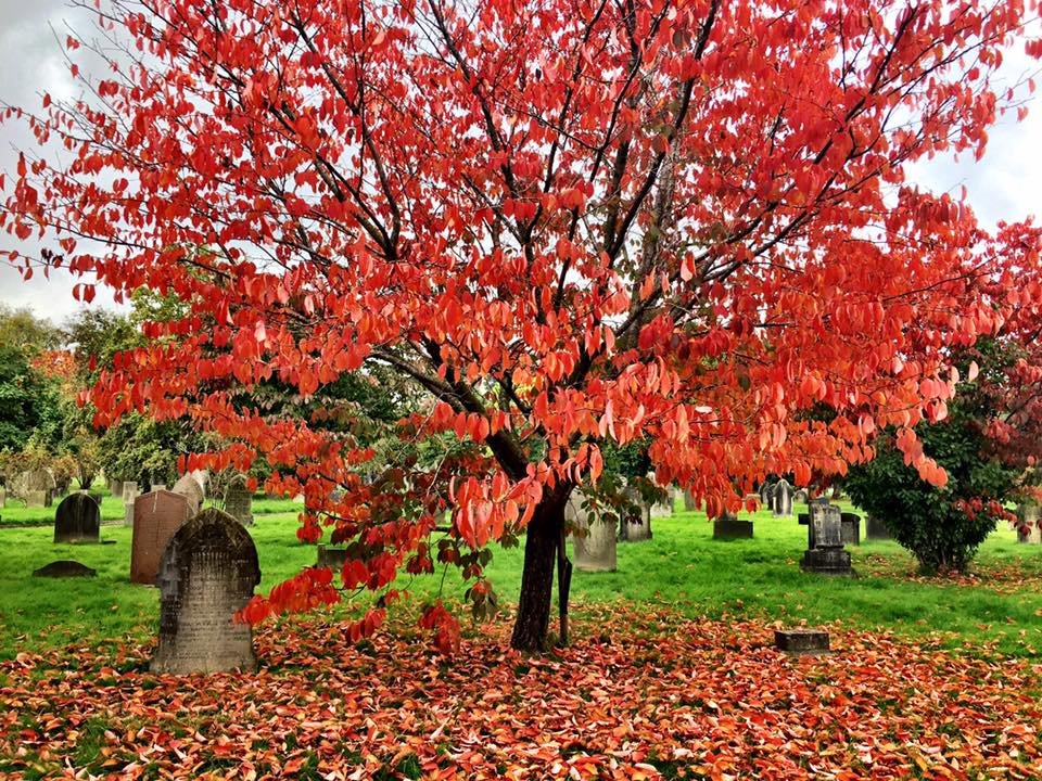 Number 12 - Cathays Cemetery is beautiful at this time of year. Found out it’s the third largest cemetery in the UK. Saw plenty of mushrooms, squirrels and a woodpecker too during my last visit. It's a tranquil spot in the middle of a busy part of town.  #cardifflocallockdown