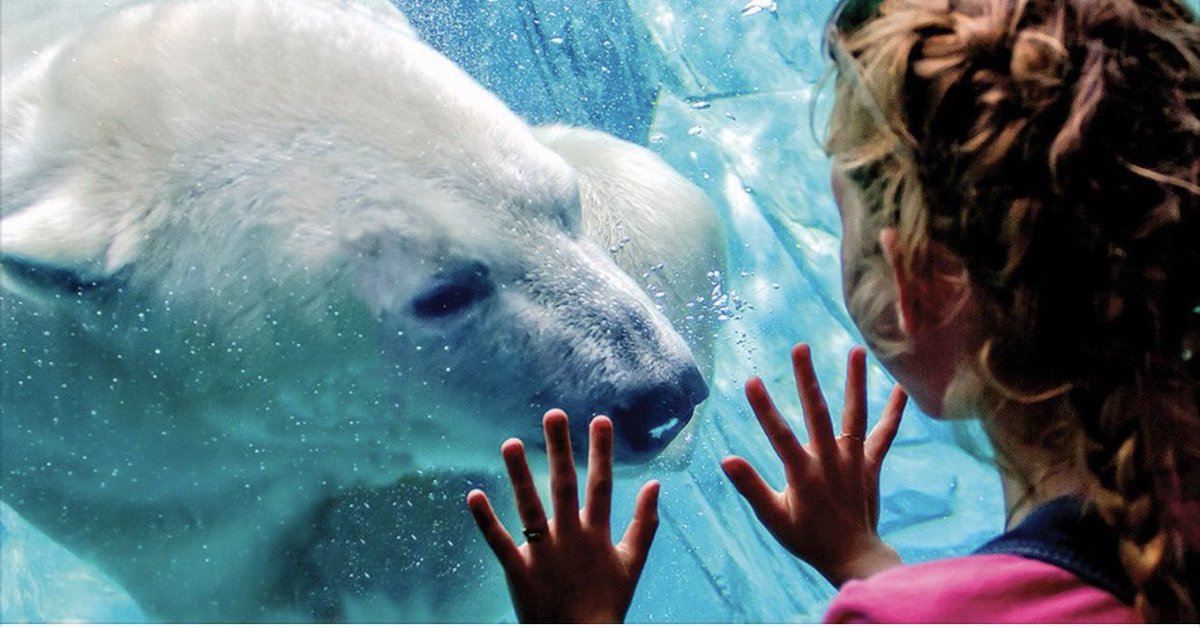 NAMESnetwork's tweet photo. Many #zoos and #aquariums may be closed to the #public due to the #COVID19 #pandemic, but they are still providing animal care and bringing #education and #fun to you through #online_events and #educational_resources.
Check the calendar ππ
https://t.co/8W310ezGoV https://t.co/ygRnxSDTV1