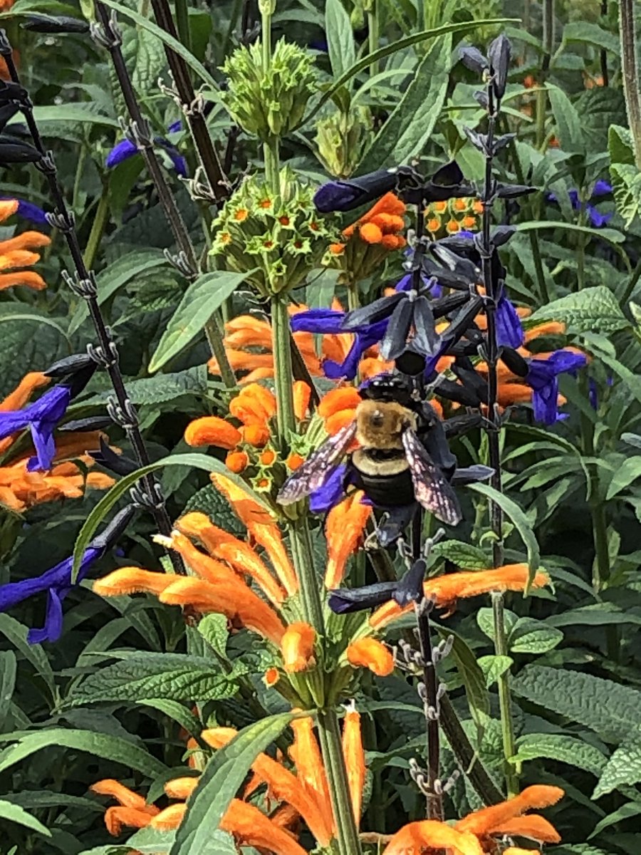 LauraLebedaArt's tweet photo. Butterfly House - chesterfield Missouri https://t.co/W6iJgWZnKD