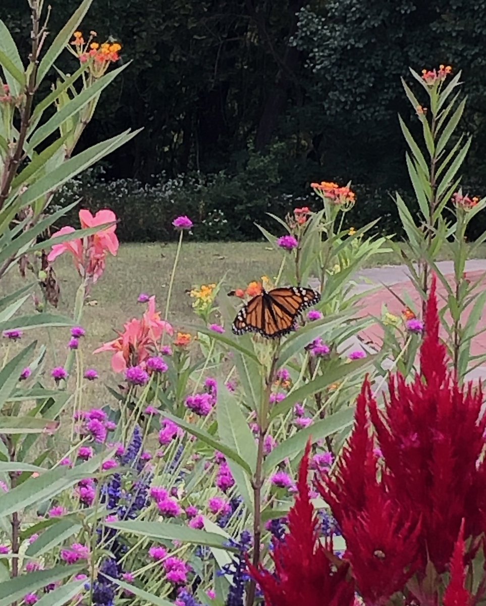 LauraLebedaArt's tweet photo. Butterfly House - chesterfield Missouri https://t.co/W6iJgWZnKD