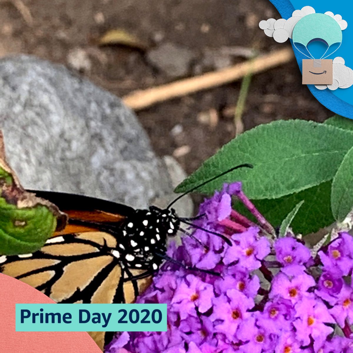 #PrimeDayPhotos @amazonphotos