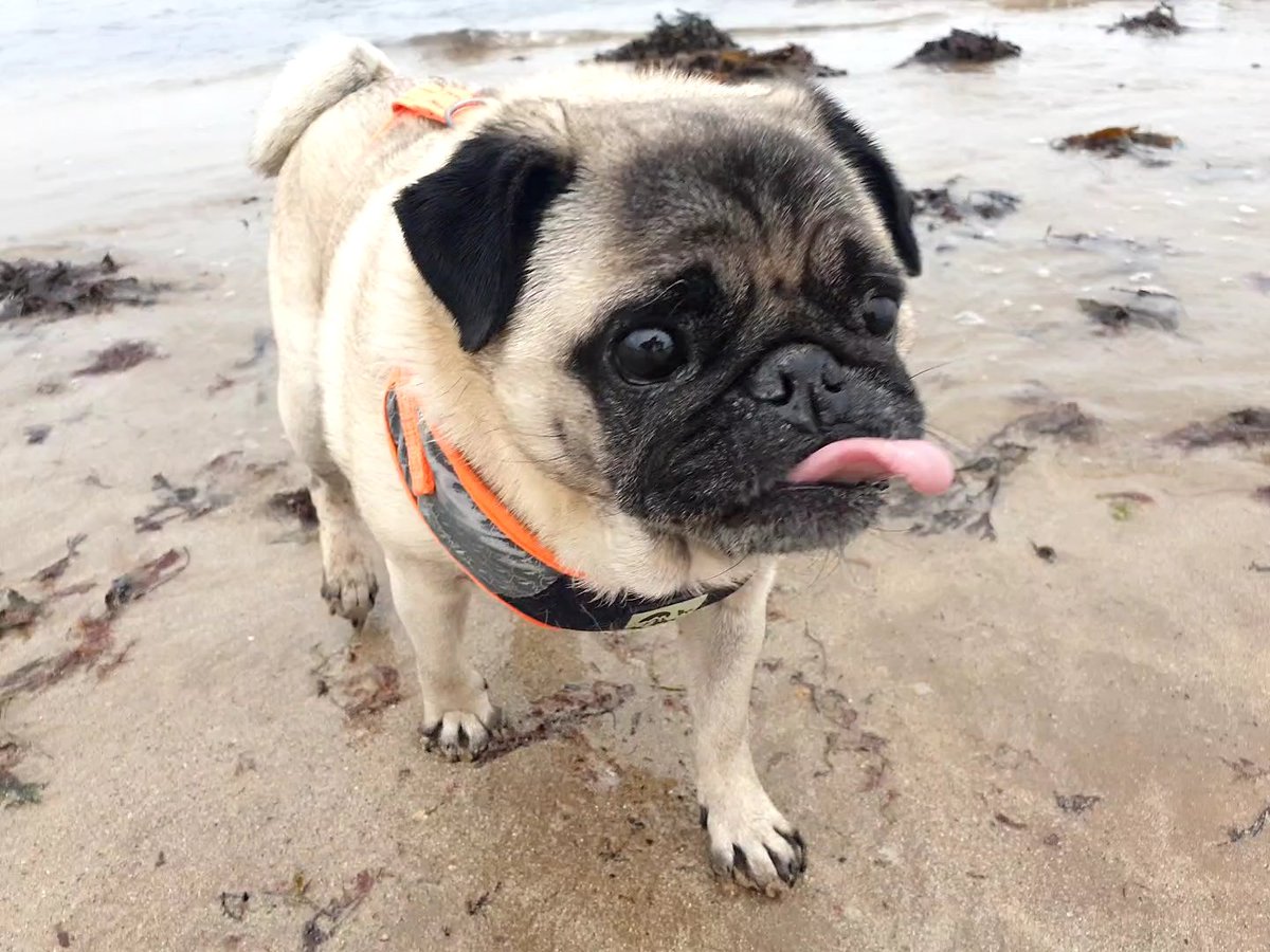 skuldhope's tweet photo. @BearBertthe Hi bert, best wishes from Dundee. We thought we saw you at Kingsbarns beach last wk and came to say hello but is wasn't you 🤣 love your tweets and hope you get better soon! Paula &amp; Arnold pug x https://t.co/byEw2uQFHE