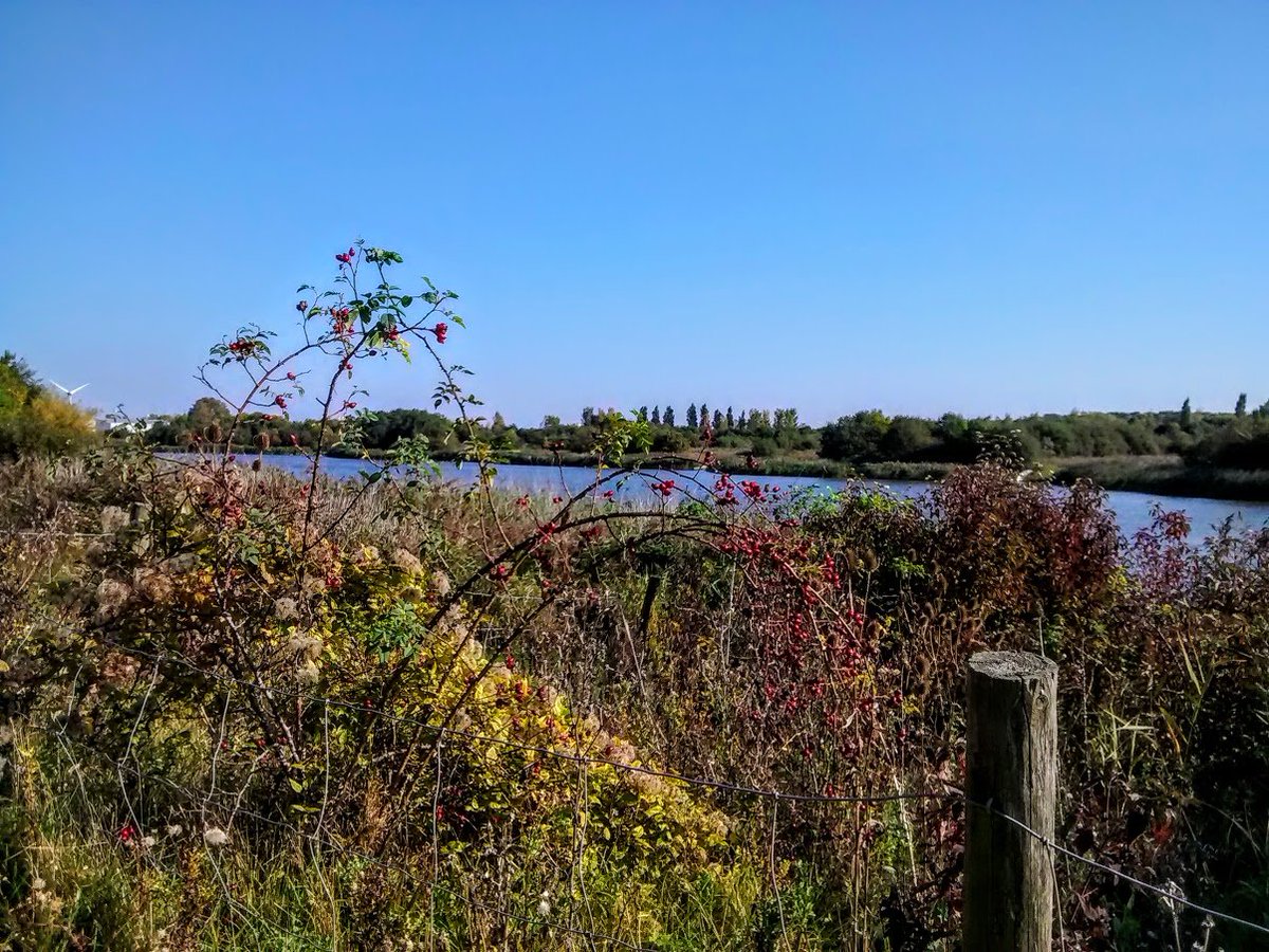 Number 14 - Parc Tredelerch is a little-known gem just west of Tesco Pengam Green. Turn left instead of right at Lamby Way tip roundabout and you have a wonderful wildlife haven with a lake teeming with fish and a beautiful walkway  #cardifflocalloackdown