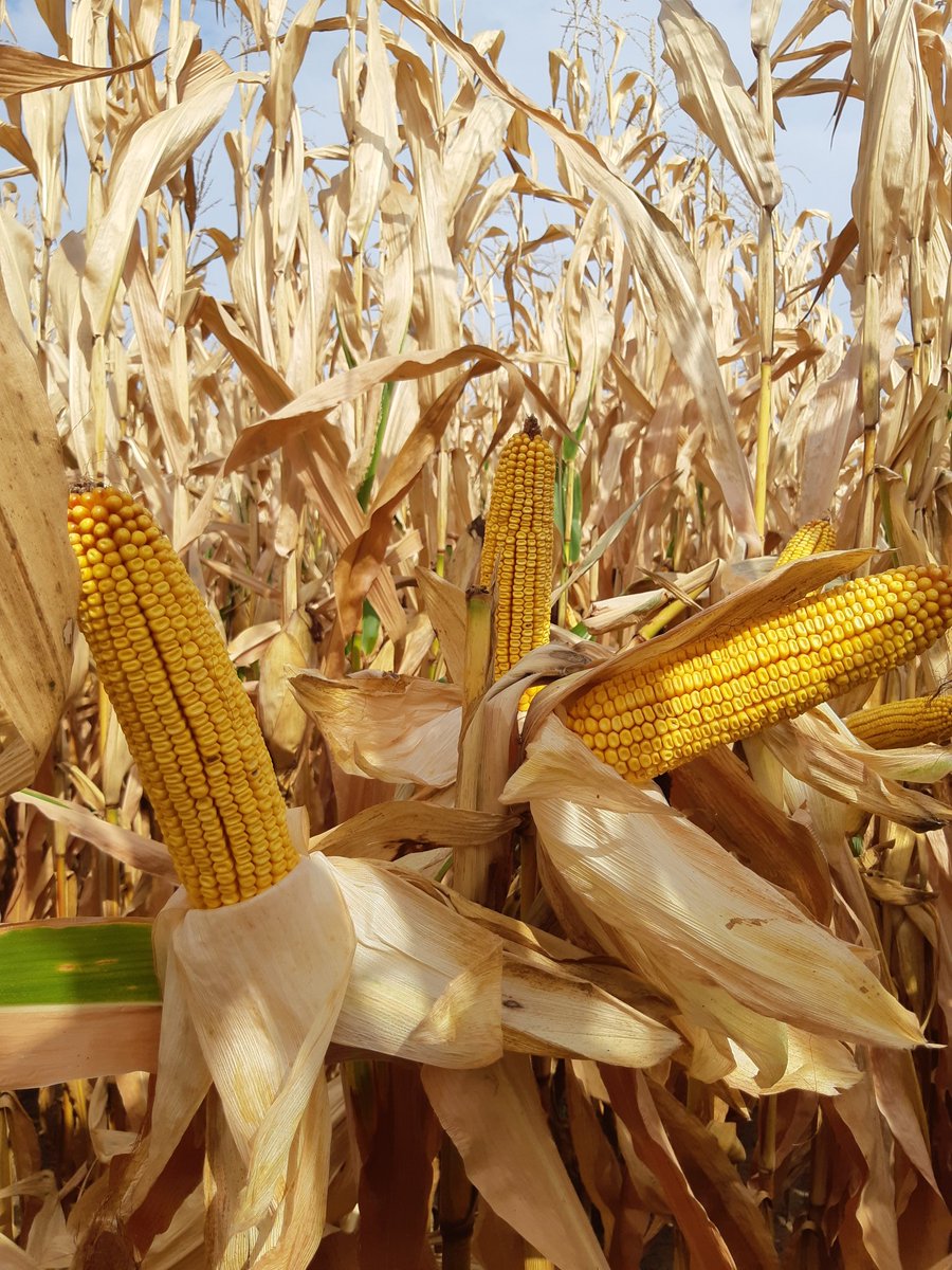 Dekalb DKC55-05 packing some yield on! North of town on the sand <a href="/thirlwall/">Bob Thirlwall</a> <a href="/wsplester/">Bill Lester</a> <a href="/DEKALB_Canada/">DEKALB Canada</a> #agrisagronomy