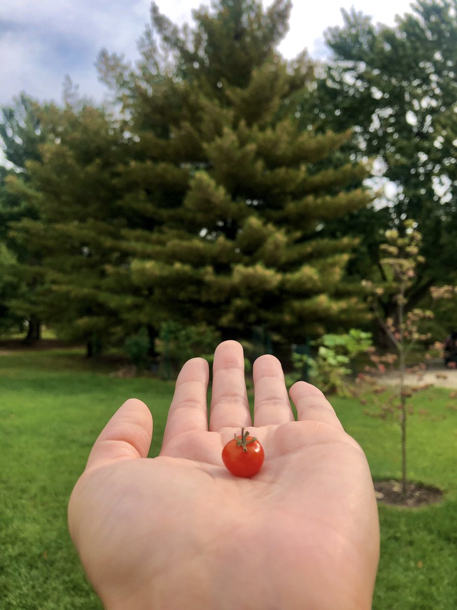 embend's tweet image. Enjoy this tiny tomato that grew in my family’s garden