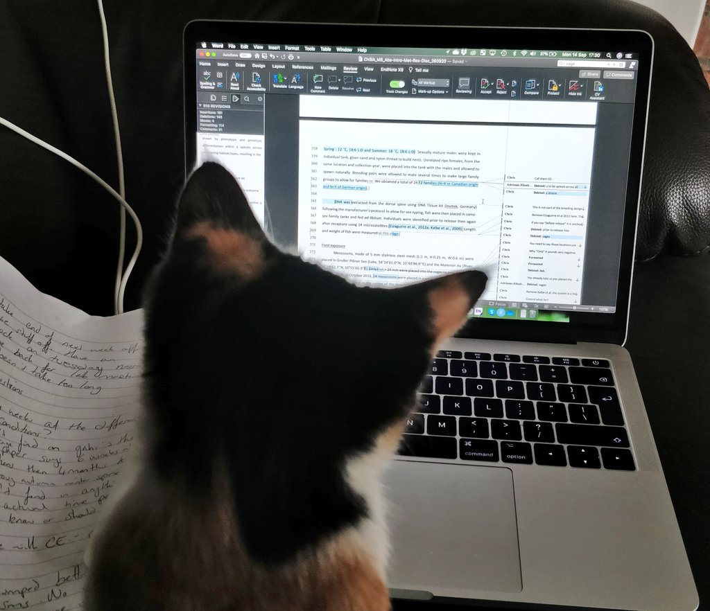 Decided to outsource thesis writing for my final 6 months. After all a #PhD doesn't have to be purrrfect #phdchat #writing #kitten #RescuedIsMyFavouriteBreed