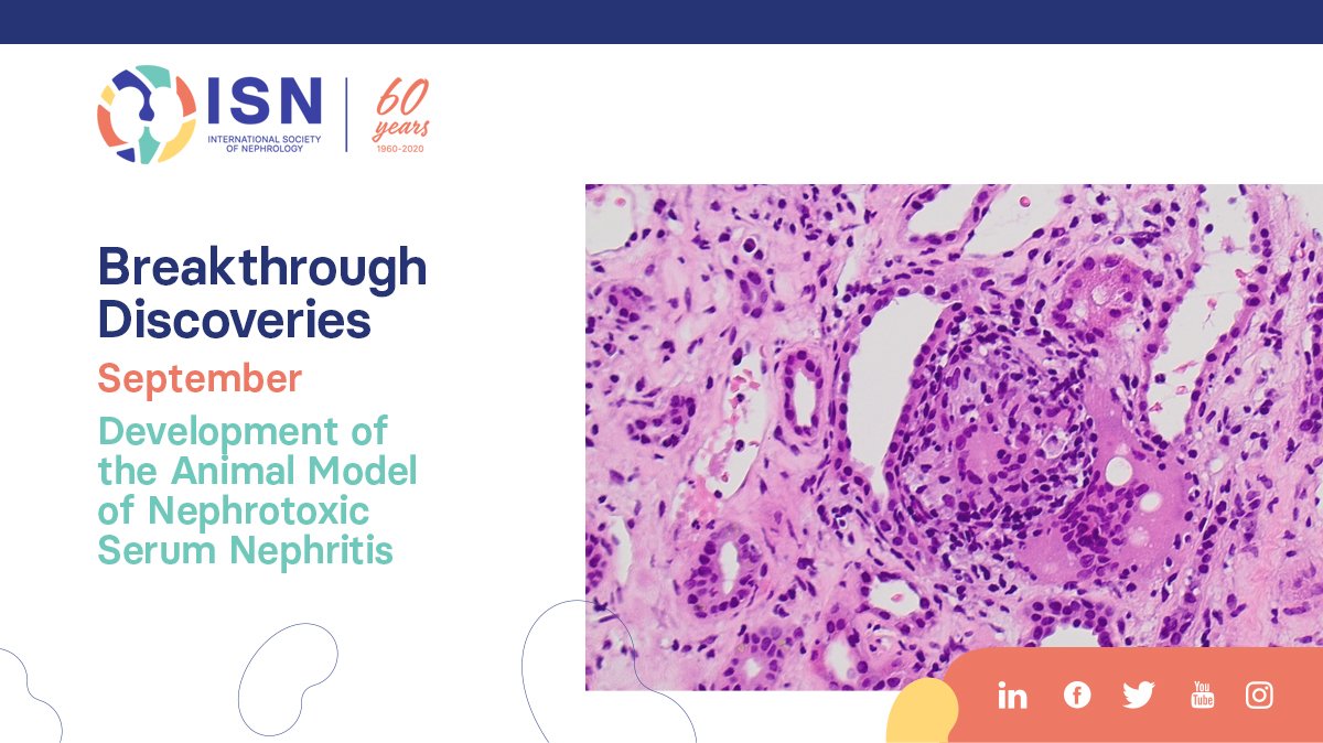 4️⃣1️⃣ Development of the Animal Model of Nephrotoxic Serum Nephritis
theisn.org/about-isn/60th… #ISN60years