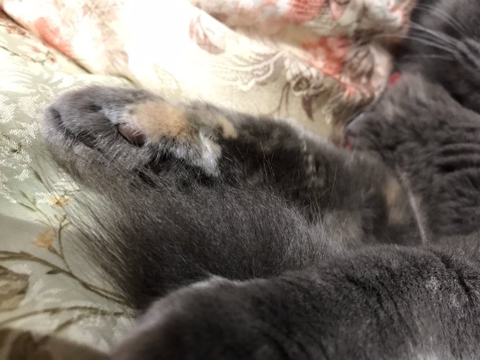 毛玉のtwitterイラスト検索結果 古い順