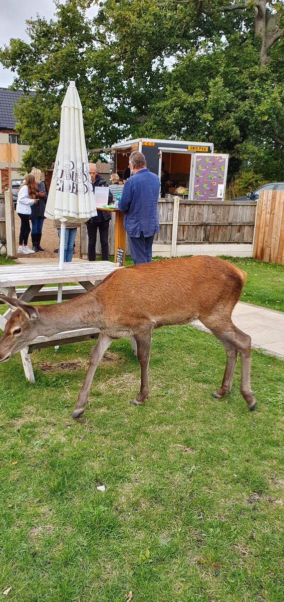 Bambam 🦌 loves @fattedsstfood #StreetfoodMonday 
we had hoped he was going to pop as its our last one of the year. 
If you've not met him yet he's here now, he's done his track and trace and is in a group of two having a catch up with Justin! 🤣

#foxyfriend
#bambamlyng
#foxdeer