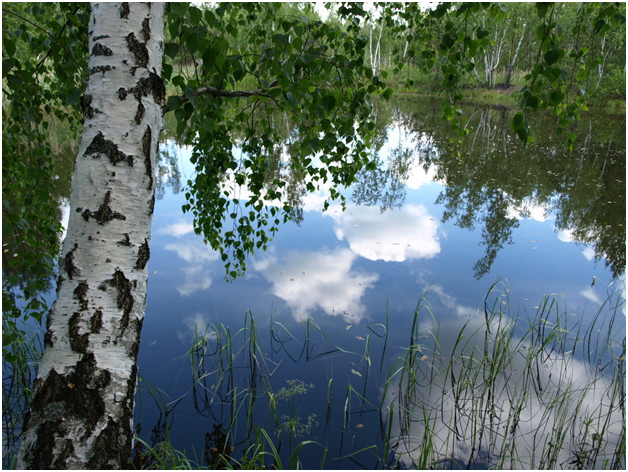 пушгоры береза. где березка над речкой. где березка над речкой. река волга березы. где березка над речкой.